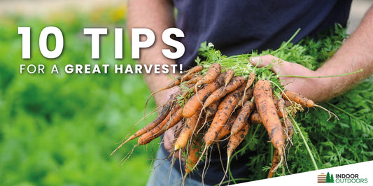 10 Beginner Gardening Tips for a Successful Harvest