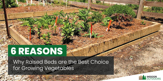6 Reasons Why Raised Beds are the Best Choice for Growing Vegetables