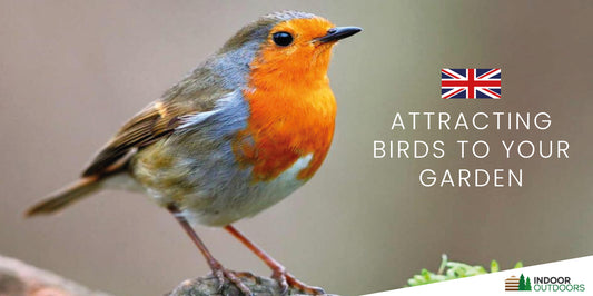 Attracting UK Birds to Your Garden: A Comprehensive Guide to Birdhouses, Seed, and Fascinating Feathered Friends
