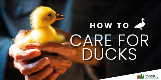 Feathery Friends: A Comprehensive Guide to Raising Happy and Healthy Pet Ducks