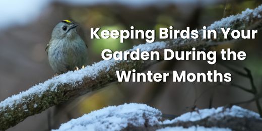 Keeping Birds in Your Garden During the Winter Months