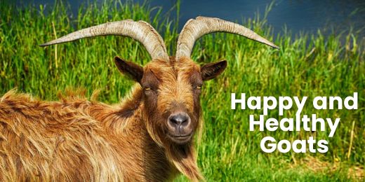 How to Care For Goats: Essential Tips for Raising Happy and Healthy Goats in the UK
