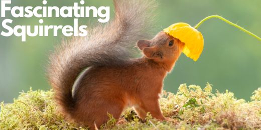 Fascinating Squirrels in the UK : A Glimpse into Their Lives