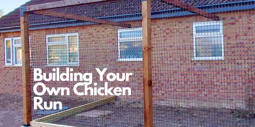 How to Build a Chicken Run: A Step-by-Step Guide