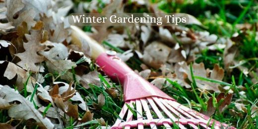 Winter Gardening Tips: Keeping Your Garden Merry and Bright This Christmas