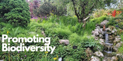 Nurturing Nature: Promoting Biodiversity in Your UK Garden