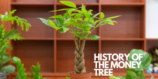 The History of the Money Tree: A Symbol of Luck and Prosperity