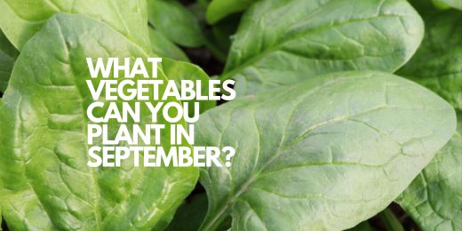 What Vegetables Can You Plant in September?