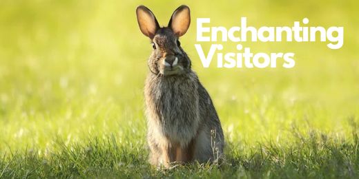 Enchanting Visitors: Wild Rabbits in Your Garden