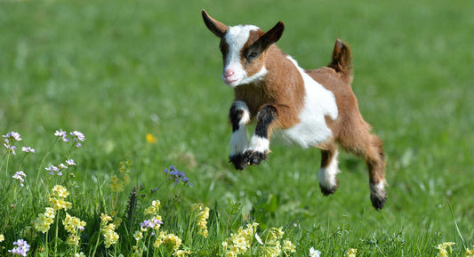 The Beginner's Guide to Raising Goats in the UK: From Buying to Breeding