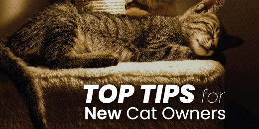 Purrfect Advice for New Cat Owners: A Guide to Feline Companionship
