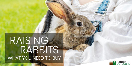 Raising Rabbits - All the Items You Need to Buy
