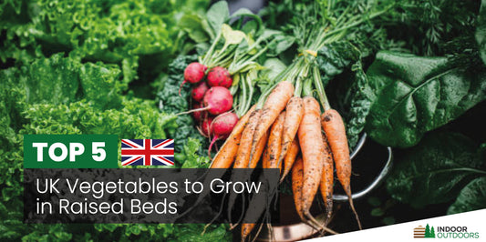 Top 5 UK Vegetables for Planting in Raised Beds