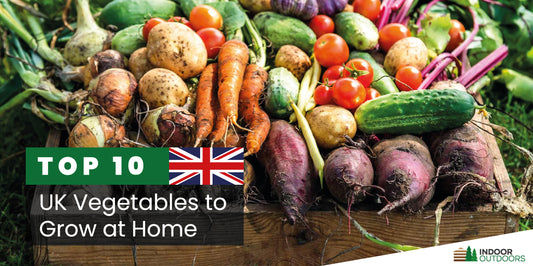 Most Popular Vegetables to Grow in the UK