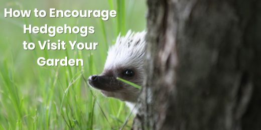How to Encourage Hedgehogs to Visit Your Garden