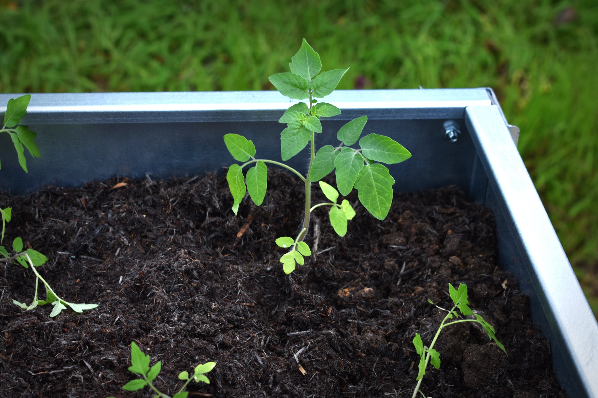 Bellamy Galvanised Steel Trough Standing Planter with Legs (2 Sizes Available) - Indoor Outdoors