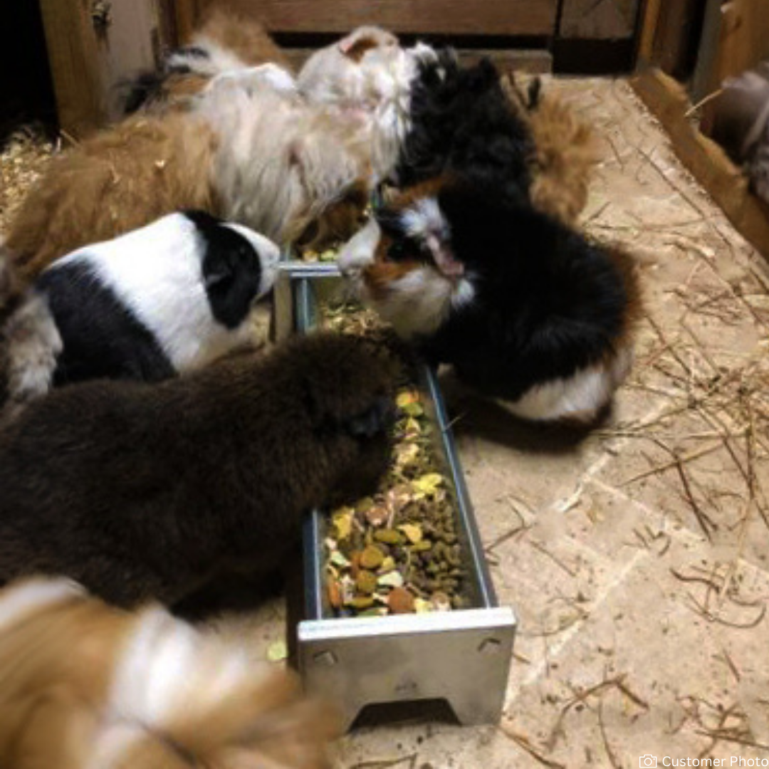 Mini Galvanised Feeding Trough for Rabbits, Guinea Pigs & Small Animals