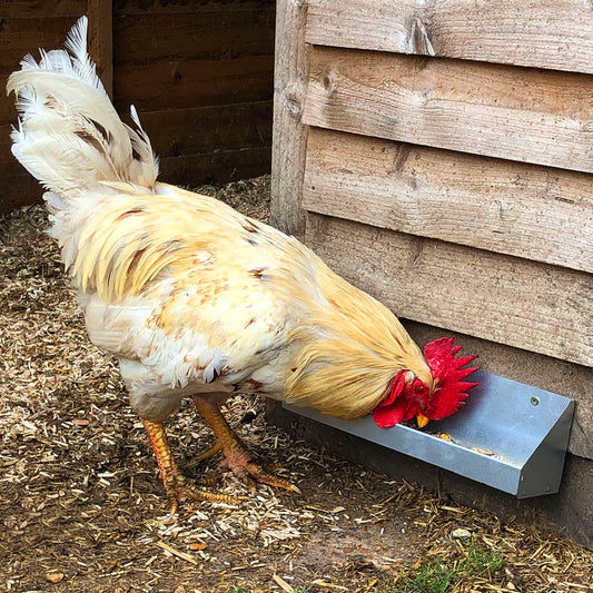 Small Wall Mounted Chicken & Poultry Trough Feeder - Indoor Outdoors