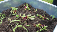 Bellamy Galvanised Steel Trough Standing Planter with Legs (2 Sizes Available) - Indoor Outdoors