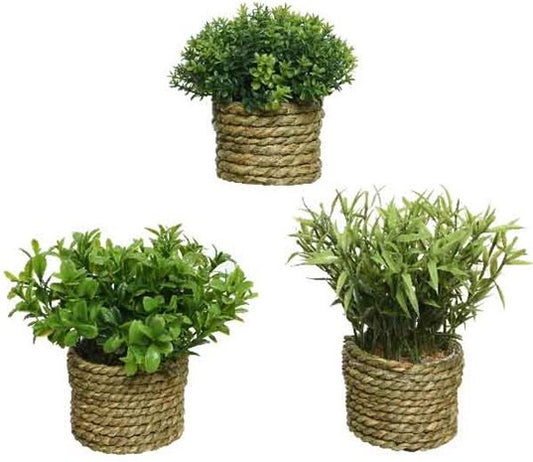 Set of 3 House Woven Potted Succulents Plants - Indoor Outdoors