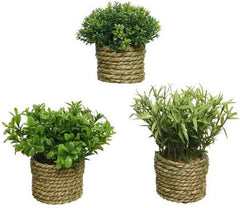 Set of 3 House Woven Potted Succulents Plants