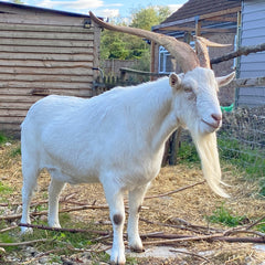 Jake's Farm Yard Ultimate Goat Care Kit