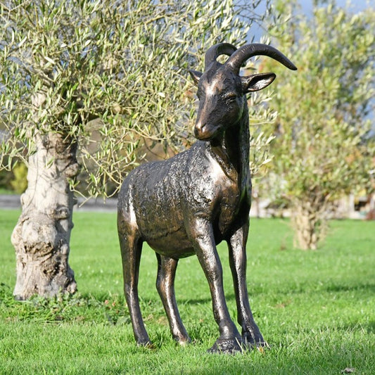 Front-facing View of Billy Goat standing in an open field