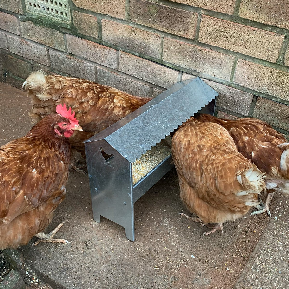 medium-poultry-feeder-complete-with-roof-indoor-outdoors