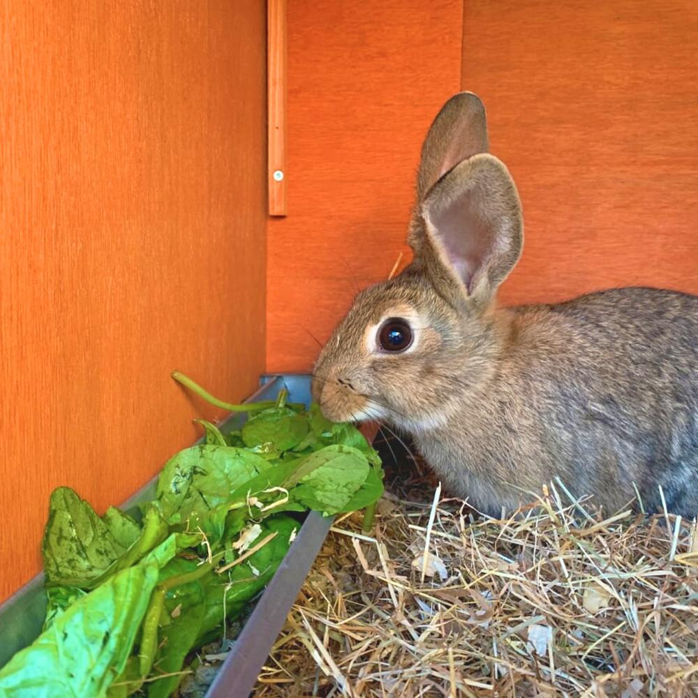 Jake's Farm Yard Pet Rabbit Starter Kit (3 Items Included)