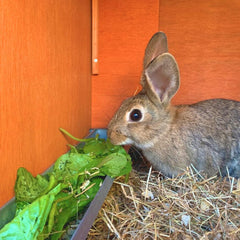 Jake's Farm Yard Pet Rabbit Starter Kit (3 Items Included) - Indoor Outdoors