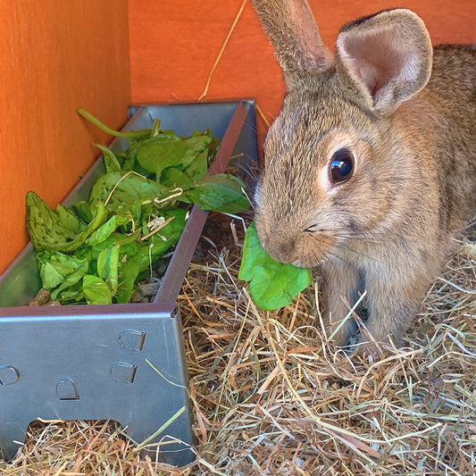 Mini Galvanised Feeding Trough for Rabbits, Guinea Pigs & Small Animals (4707127951434)