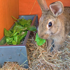 Jake's Farm Yard Pet Rabbit Starter Kit (3 Items Included) - Indoor Outdoors
